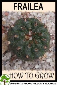 How to grow Frailea