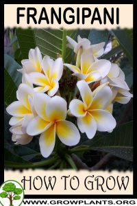 How to grow Frangipani
