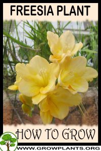 How to grow Freesia