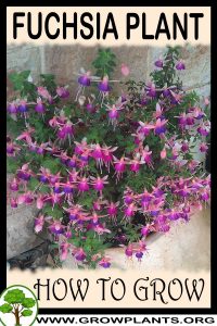 How to grow Fuchsia plant