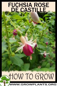 How to grow Fuchsia rose de castille