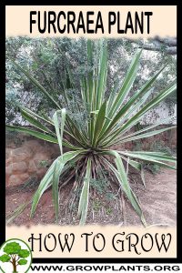 How to grow Furcraea
