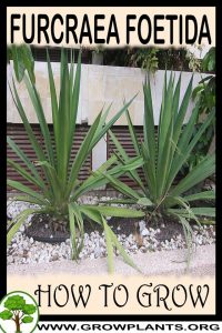 How to grow Furcraea foetida