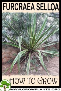 How to grow Furcraea selloa