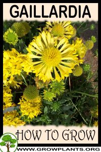 How to grow Gaillardia