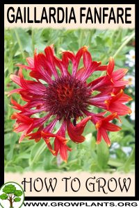 How to grow Gaillardia Fanfare