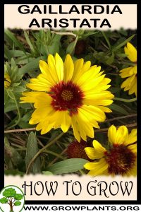 How to grow Gaillardia aristata
