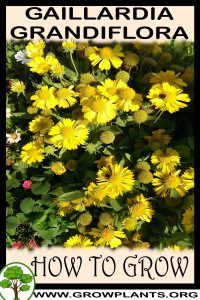 How to grow Gaillardia grandiflora