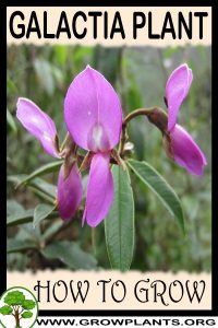 How to grow Galactia plant