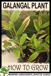 How to grow Galangal
