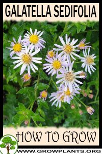 How to grow Galatella sedifolia