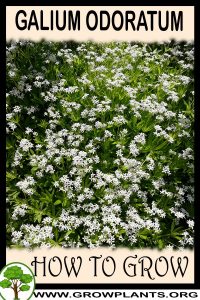 How to grow Galium odoratum