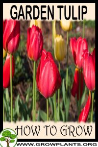 How to grow Garden Tulip