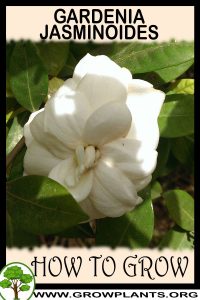 How to grow Gardenia jasminoides
