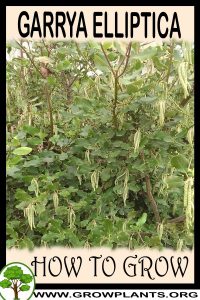 How to grow Garrya elliptica