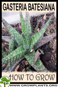 How to grow Gasteria batesiana