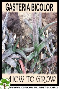How to grow Gasteria bicolor