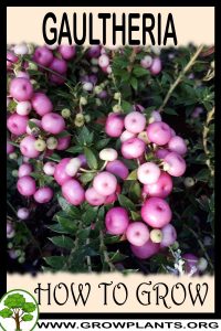 How to grow Gaultheria