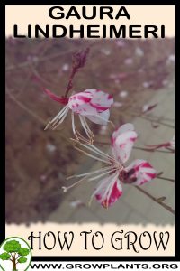 How to grow Gaura lindheimeri