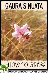 How to grow Gaura sinuata