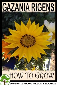 How to grow Gazania rigens