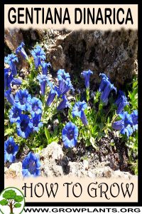 How to grow Gentiana dinarica
