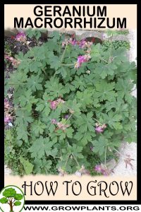 How to grow Geranium macrorrhizum