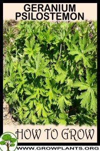How to grow Geranium psilostemon