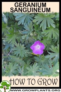 How to grow Geranium sanguineum