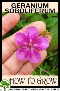 How to grow Geranium soboliferum