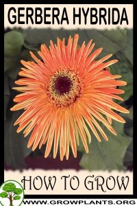 How to grow Gerbera hybrida