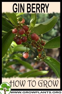 How to grow Gin berry