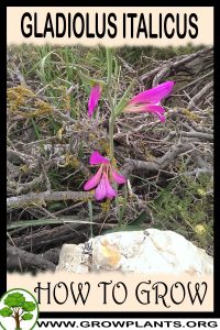 How to grow Gladiolus italicus