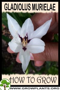 How to grow Gladiolus murielae