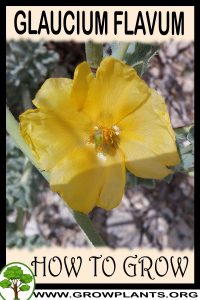 How to grow Glaucium flavum