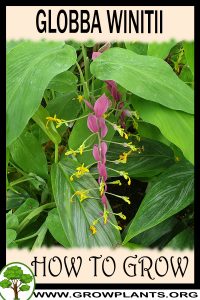 How to grow Globba winitii