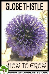 How to grow Globe thistle