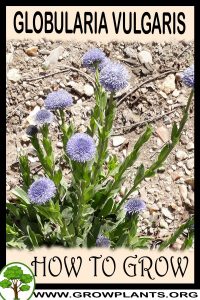How to grow Globularia vulgaris
