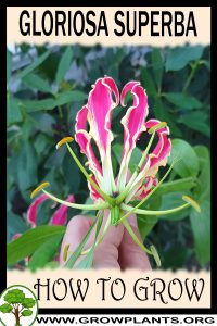 How to grow Gloriosa superba