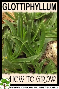 How to grow Glottiphyllum