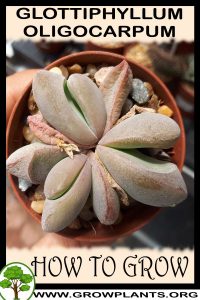 How to grow Glottiphyllum oligocarpum