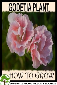 How to grow Godetia