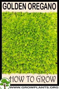 How to grow Golden oregano