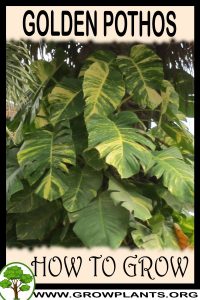 How to grow Golden pothos