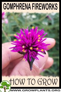 How to grow Gomphrena Fireworks