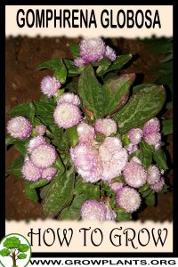 How to grow Gomphrena globosa