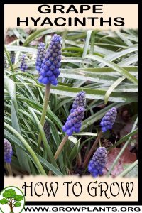 How to grow Grape hyacinths