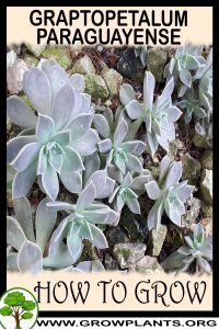 How to grow Graptopetalum paraguayense