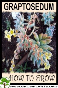 How to grow Graptosedum