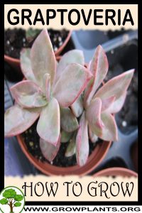How to grow Graptoveria